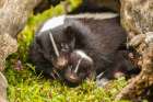 Minnesota-striped skunk-mother and kit in log-captive Art Print